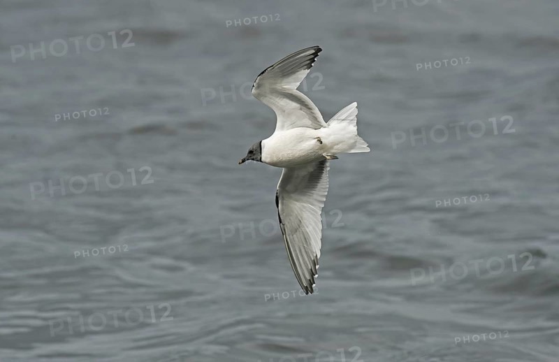 Sabine's Gull