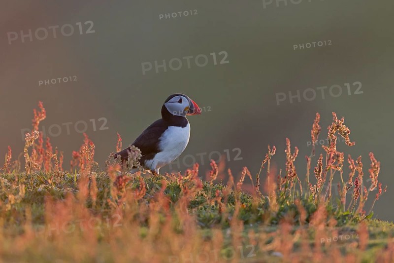 Atlantic Puffin