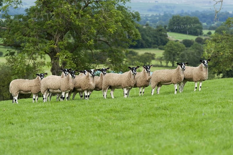 North of England mule gimmer lambs ready for autumn sales