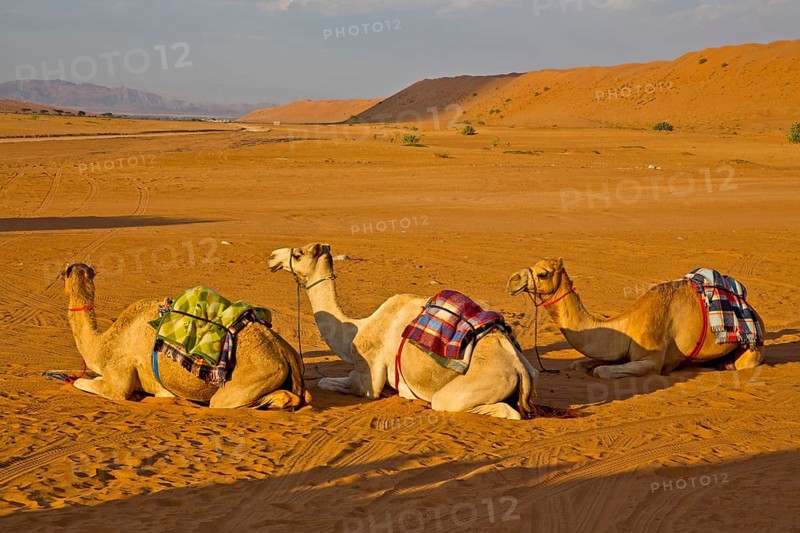 Camels