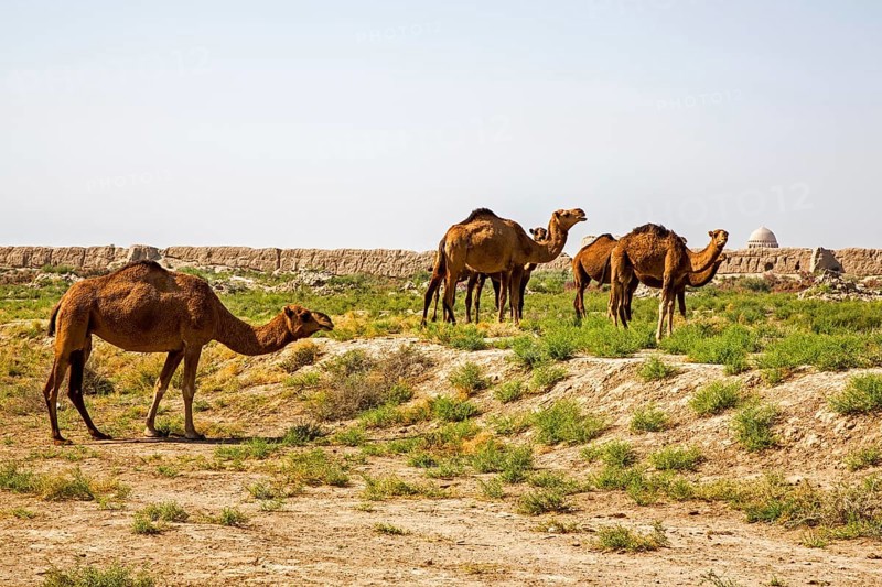 Dromedaries in front of ancient city wall