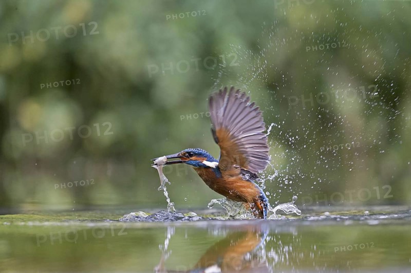 Common Kingfisher