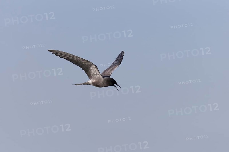 Black Tern