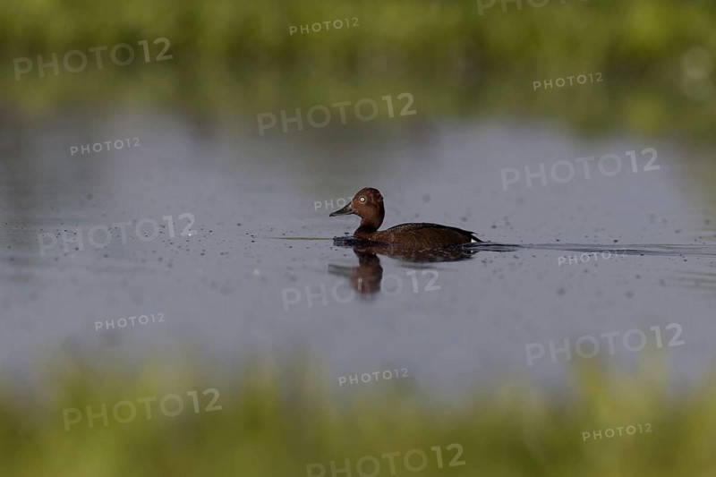 Ferruginous Duck
