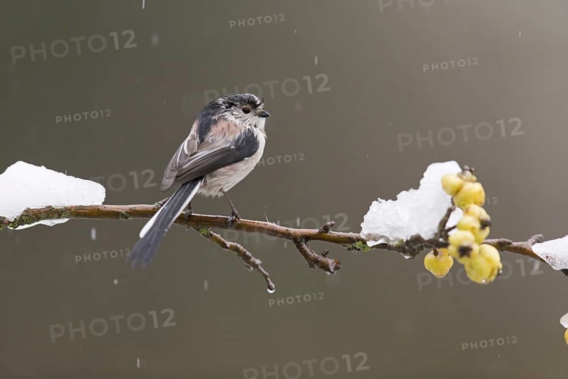Long-tailed Tit