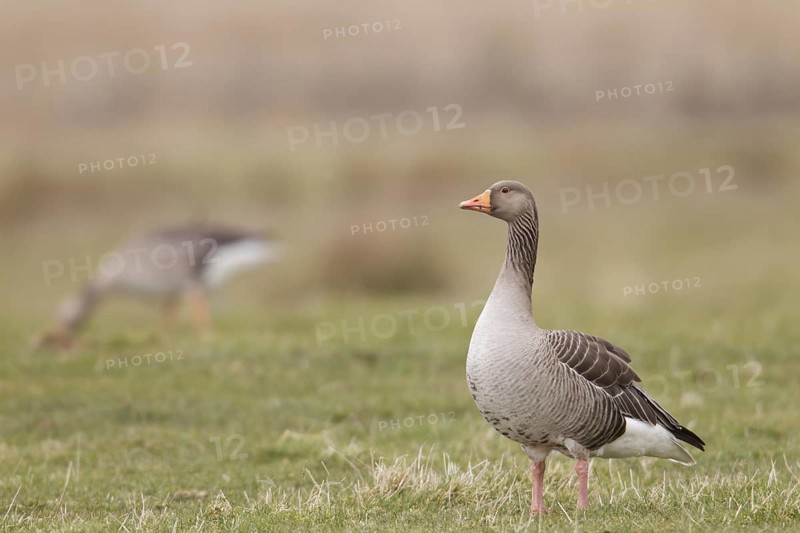 Greylag Goose