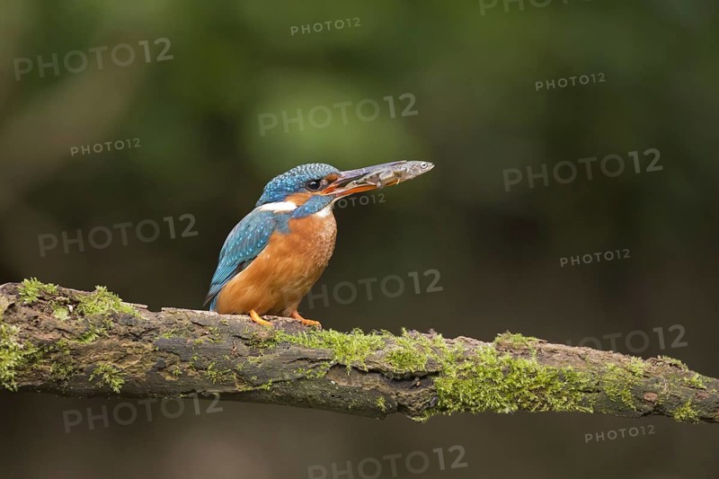 Common Kingfisher