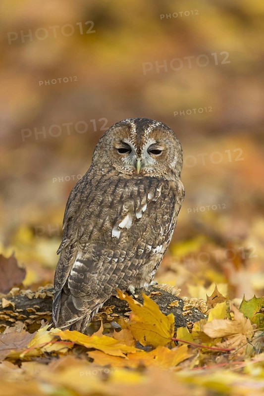 Tawny Owl