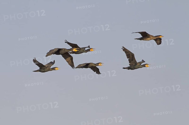 Great Cormorant