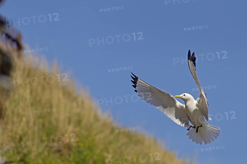 Black-legged Kittiwake