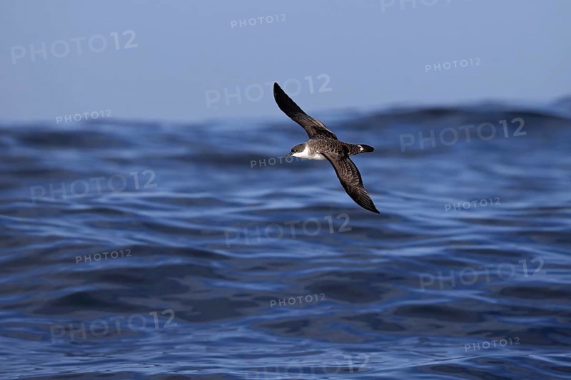 Great Shearwater