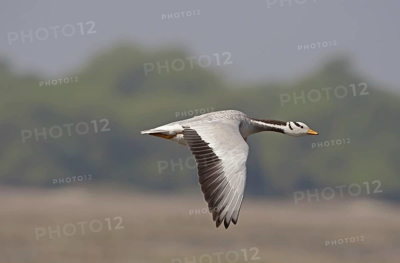 Bar-headed Goose