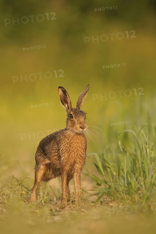 European Hare