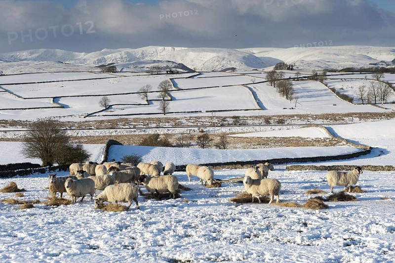 Domestic Sheep