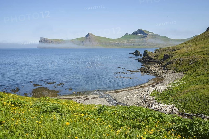Small bay. White birds are kittiwakes
