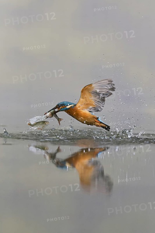 Common Kingfisher