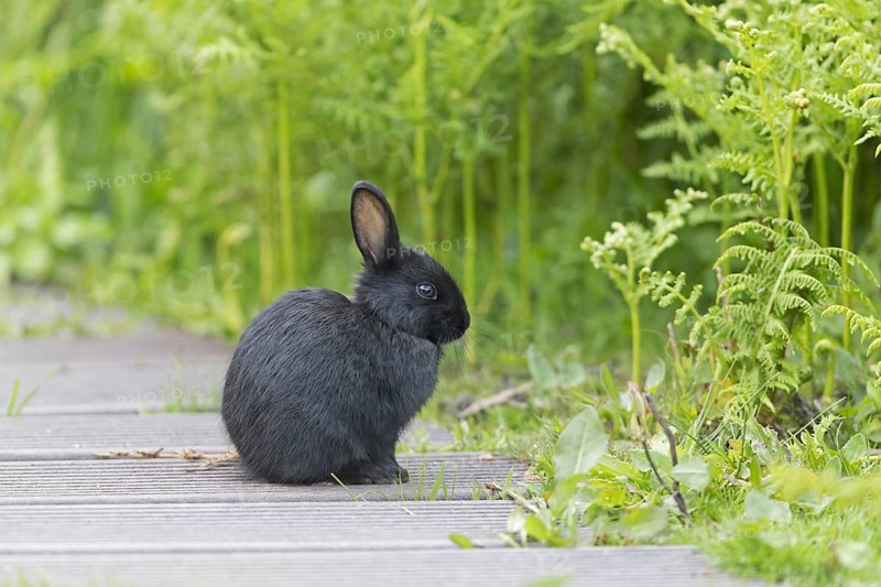 European Rabbit