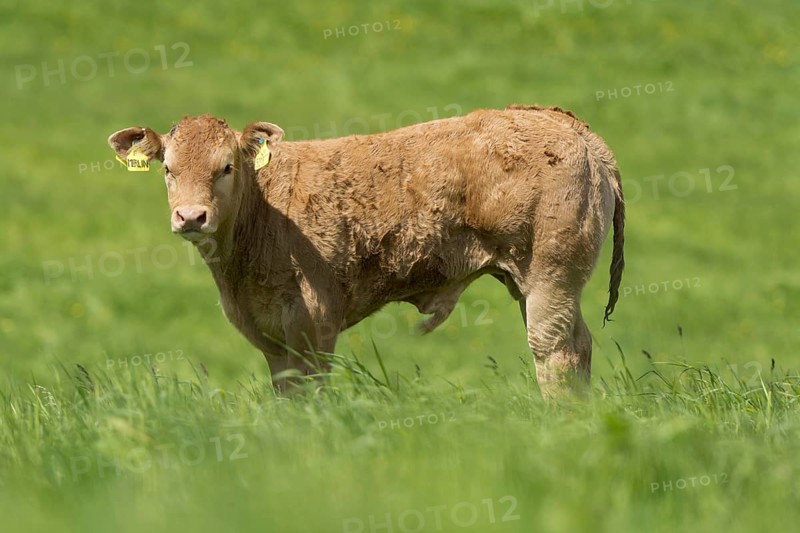 Limousin cows and calves in lush pasture