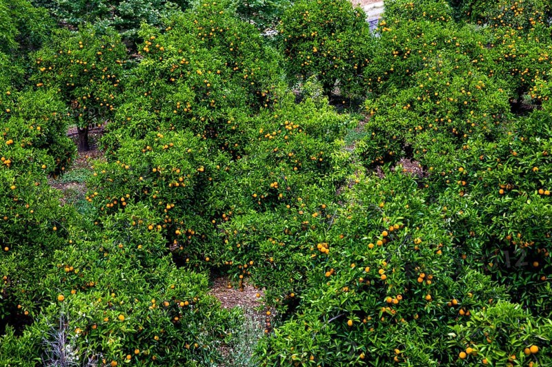 Orange plantation