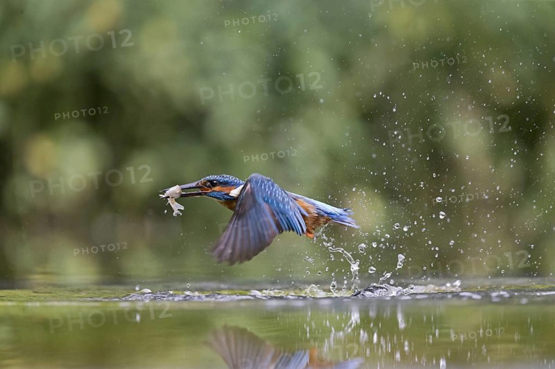 Common Kingfisher
