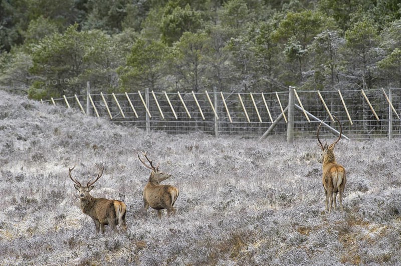 Red deer