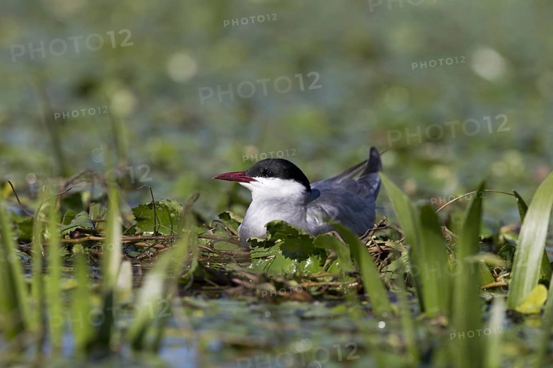 Whiskered Tern