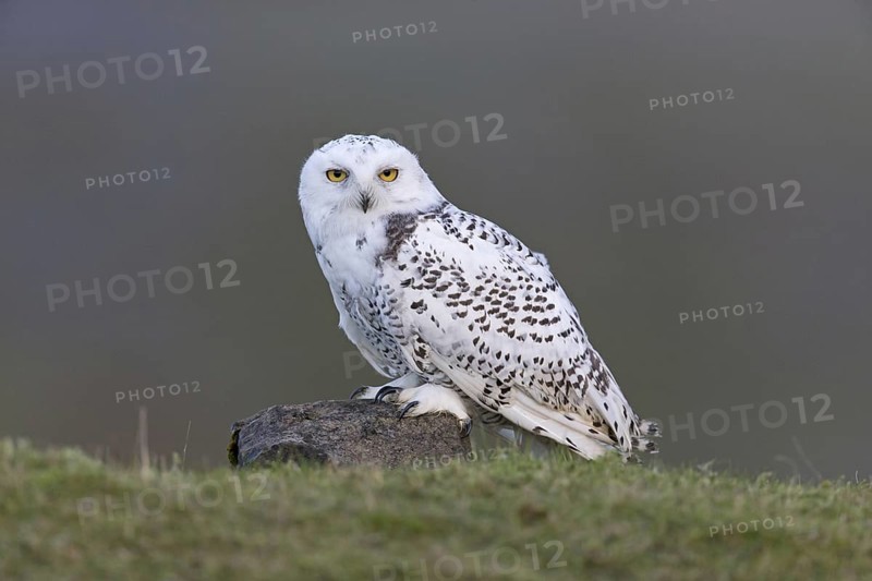 Snowy Owl