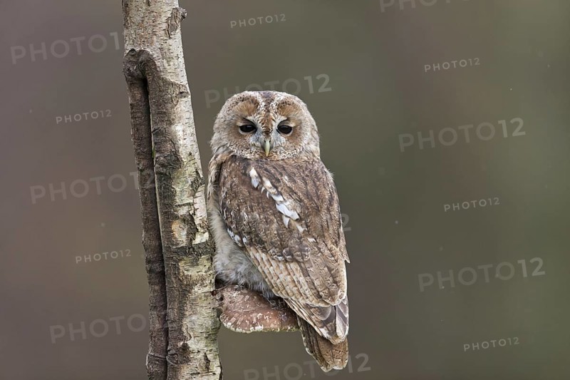 Tawny Owl