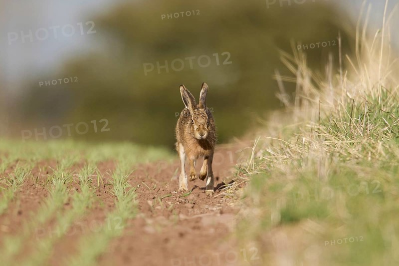 European Hare