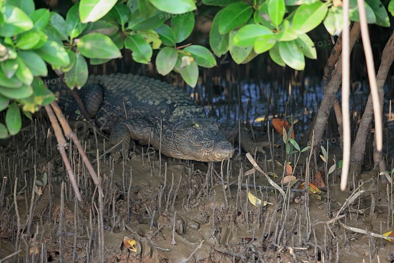 Mugger Crocodile