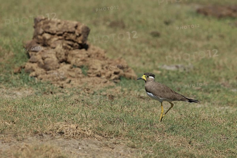 Yellow-wattled Lapwing