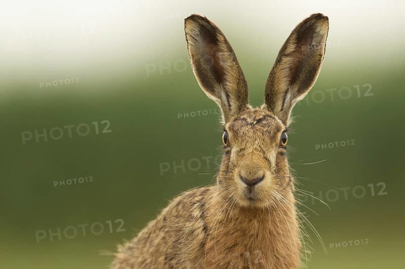 European Hare