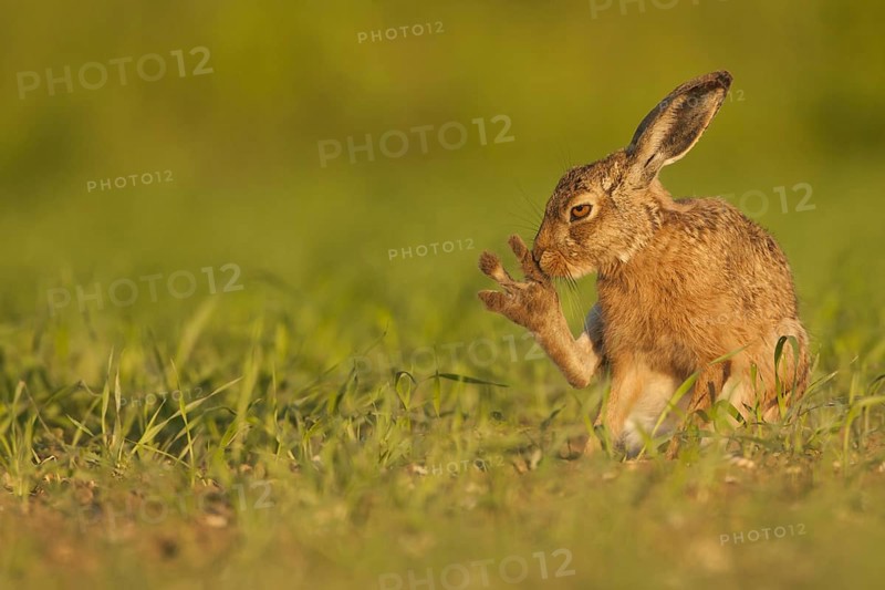 European Hare