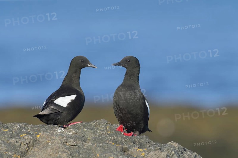 Black guillemot