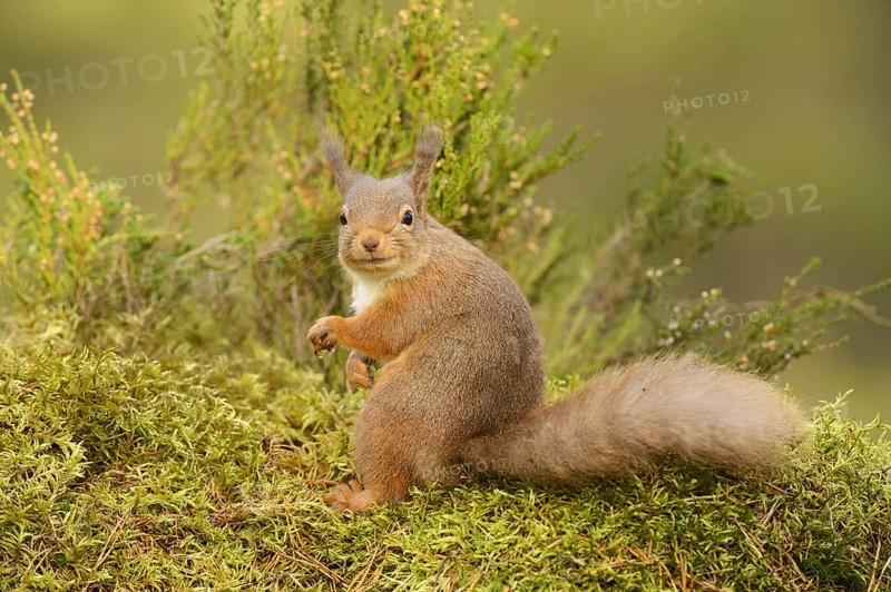 Eurasian Red Squirrel