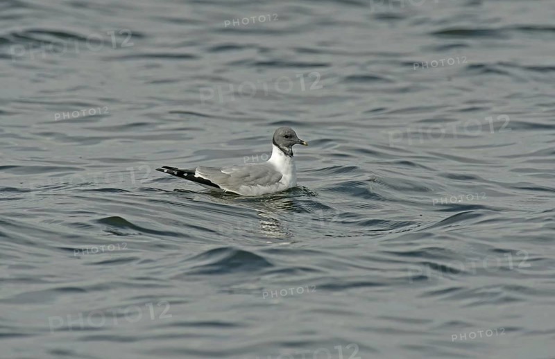 Sabine's Gull