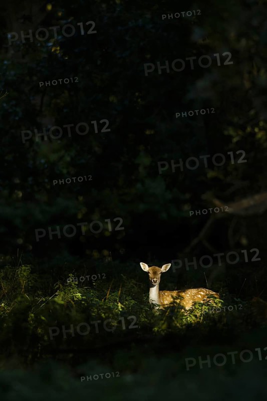 Fallow Deer