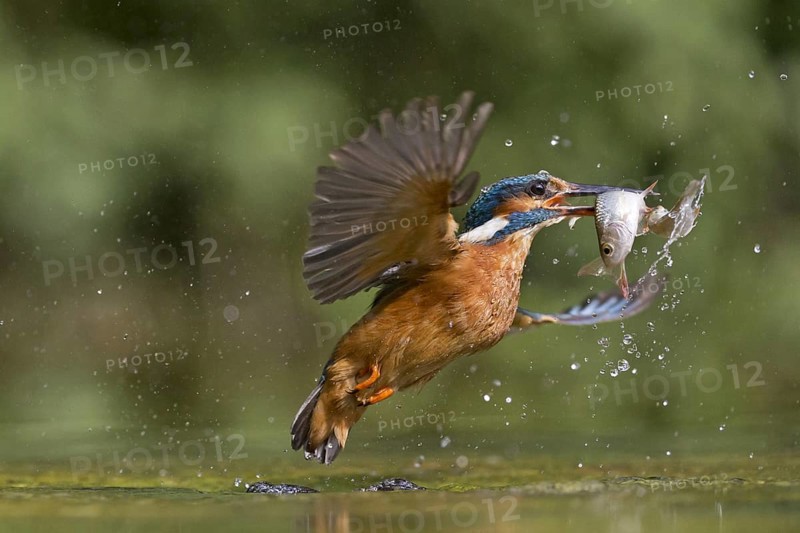 Common Kingfisher