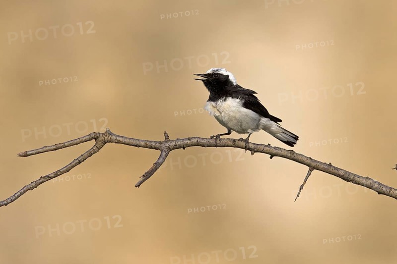 Pied Wheatear