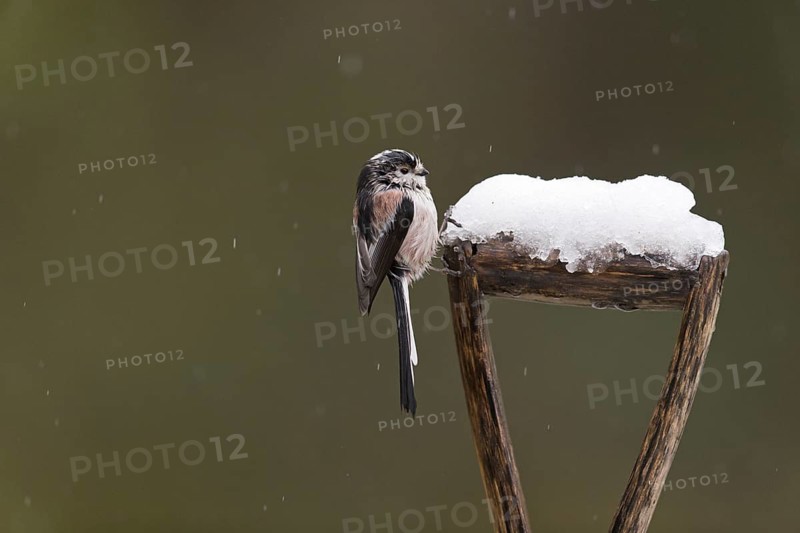 Long-tailed Tit