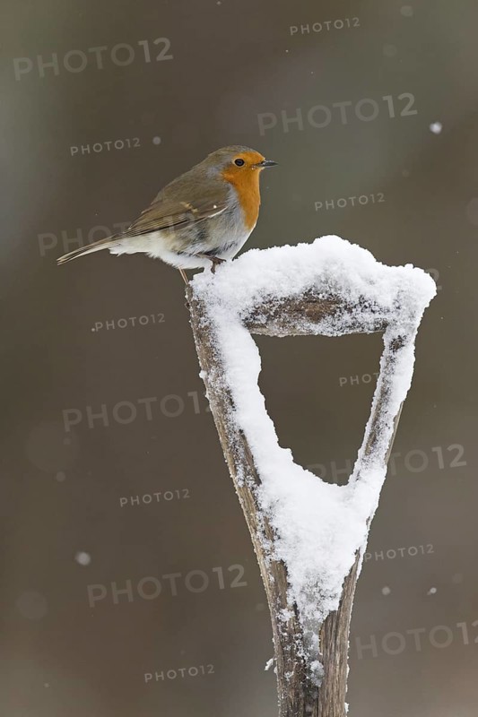 European Robin