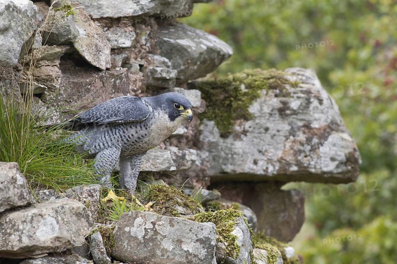 Peregrine Falcon