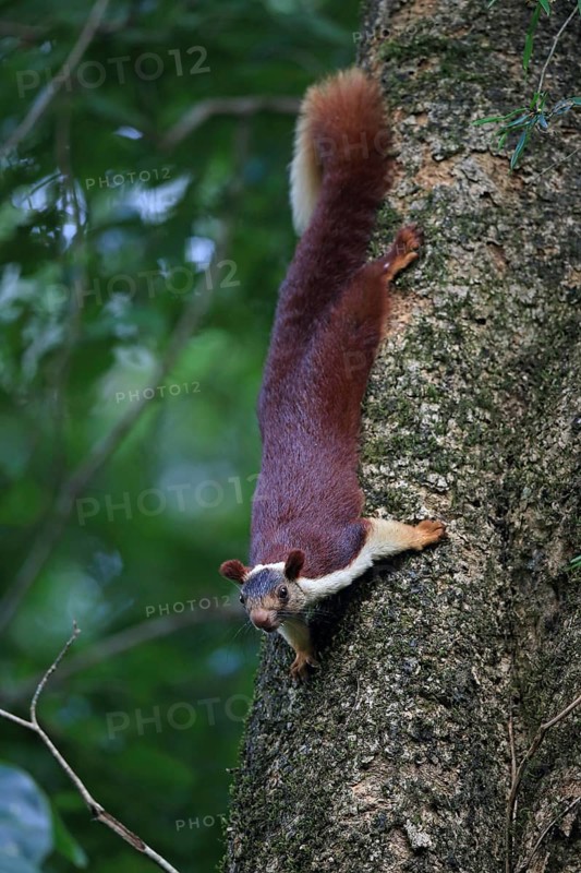 Indian Giant Squirrel
