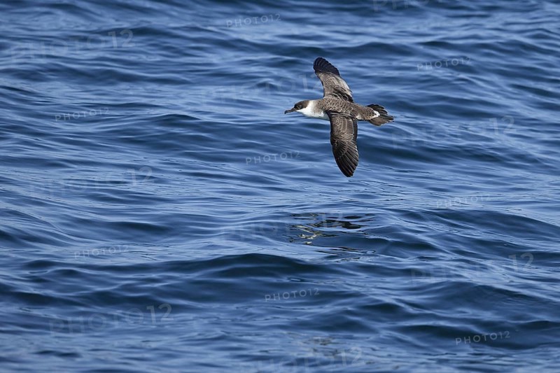 Great Shearwater