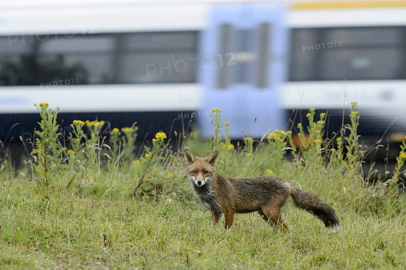 European Red Fox