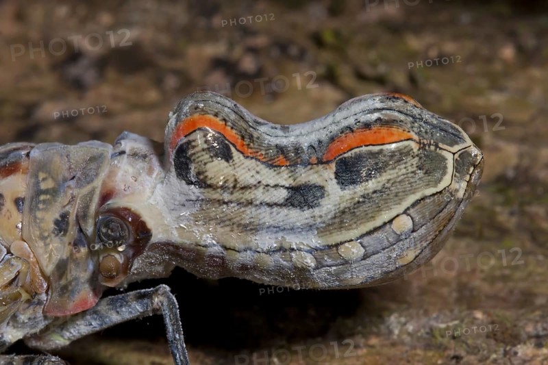 Lantern Bug