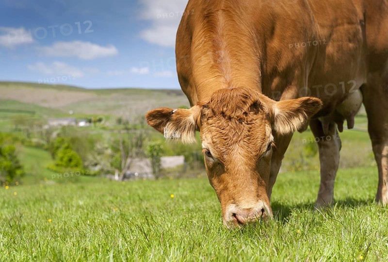Limousin cattle out in pasture