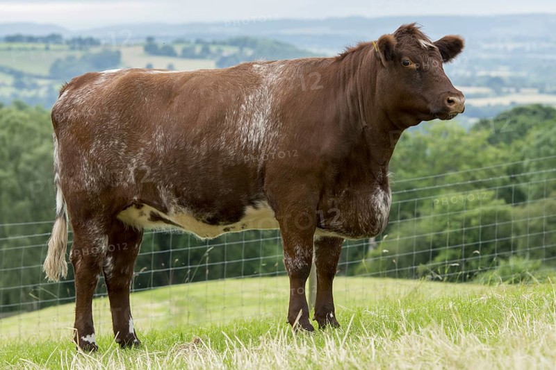 Beef Shorthorn cattle on pasture