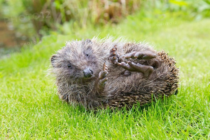 Adult Hedgehog Erinaceous europaeus uncurling on garden lawn