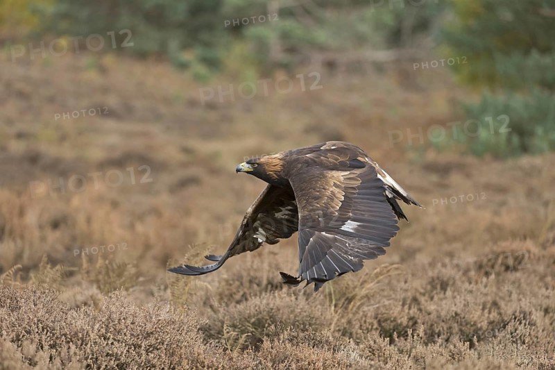 Golden Eagle